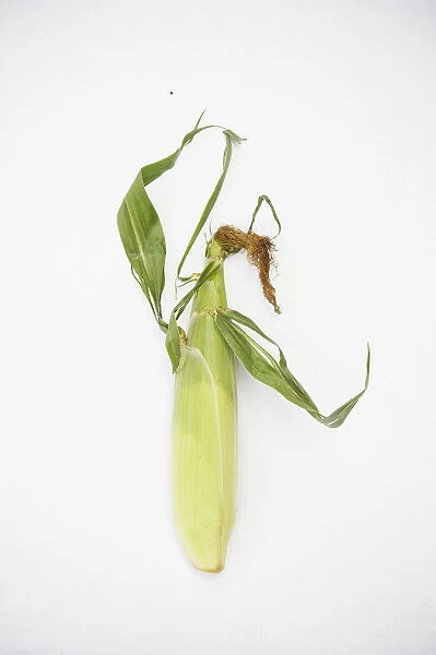 Corn cob in husk