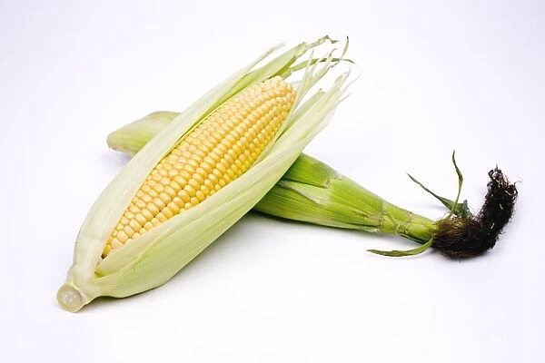 Two corn cobs against white background