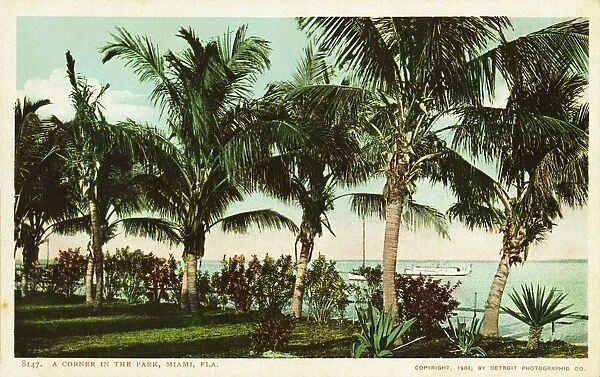 A Corner in the Park, Miami, Fla. Postcard. 1904, A Corner in the Park, Miami, Fla. Postcard