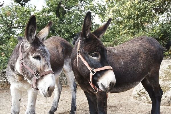 Corsica, Albertacce, pair of donkeys wearing bridles, both looking away in the same direction