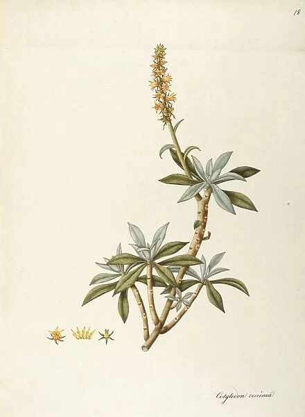 Cotyledon coccinea (Crassulaceae) by Angela Rossi Bottione, watercolor, 1812-1837