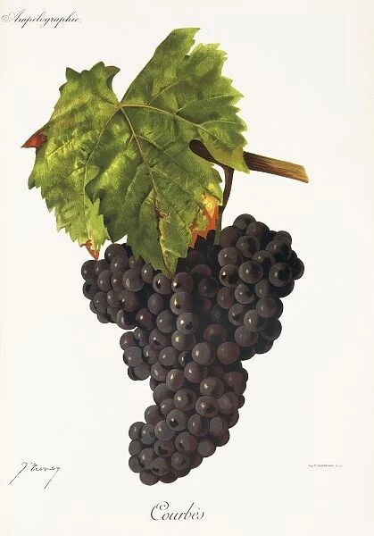 Courbes grape, illustration by J. Troncy