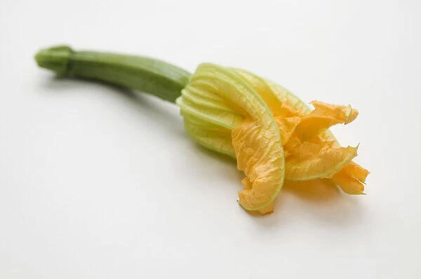 Courgette flower on white background