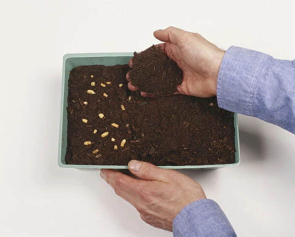 Covering seeds in tray with compost