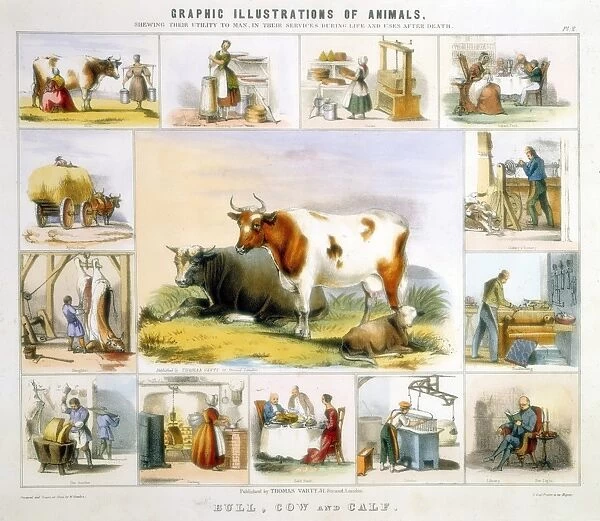 The Cow: milking, butter, cheese, milk, cutlery, leather, candles, meat, bookbinding