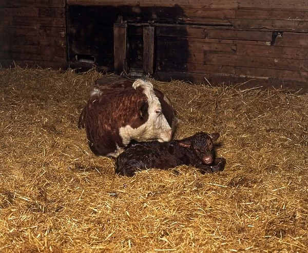 Cow with newborn calf in barn