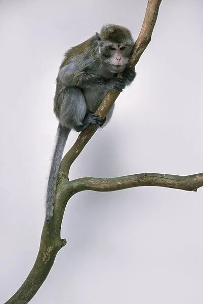 Crab-eating Macaque (Macaca fascicularis) gripping branch