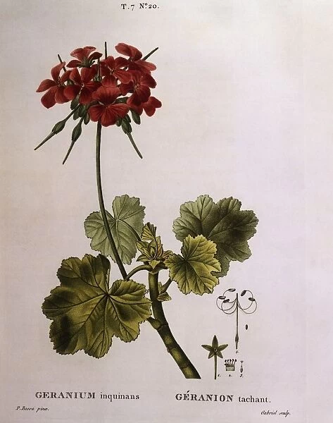 Cranesbill (Geranium inquinans), Henry Louis Duhamel du Monceau, botanical plate by Pancrace Bessa