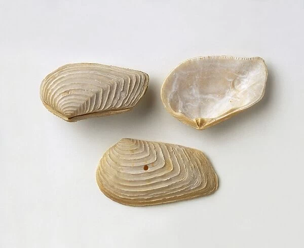 Crassatella sulcata shell fossils