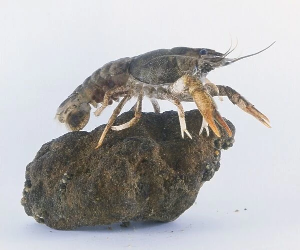 Crayfish sitting on a rock, side view