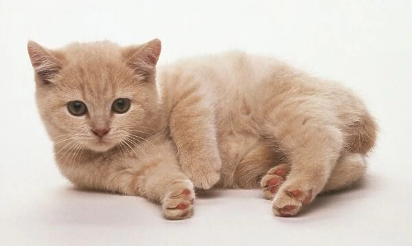 Cream British Shorthair kitten lying down