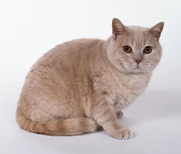 Cream European shorthaired cat with copper eyes and pink nose, sitting