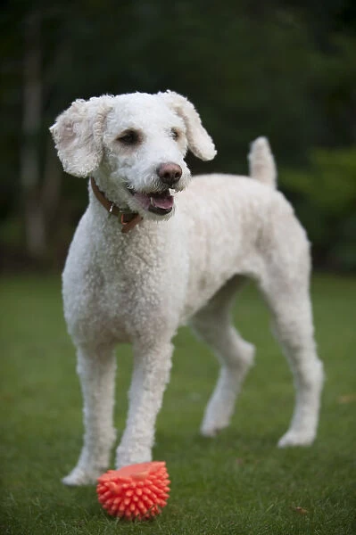 Cream mixed-breed dog standing on lawn with a rubber toy in front