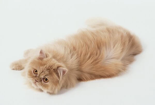 Cream Shaded Cameo Persian longhaired cat with even cream shading and copper eyes, lying down