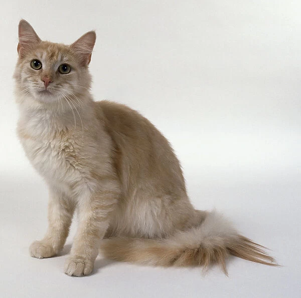 Cream Silver Tabby Maine Coon cat with tabby markings on leg and white markings on chin, sitting