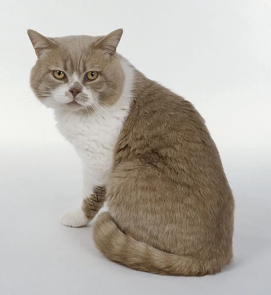 Cream and White British shorthaired cat with white blaze on face and cobby body shape, sitting