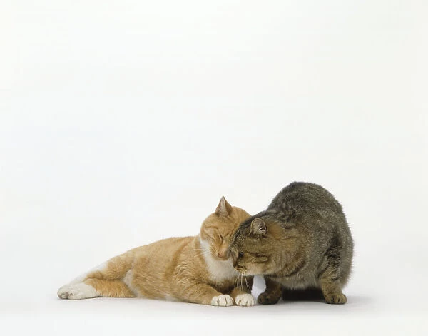 Cream and white short-haired cat rubs head with short-haired brown ticked tabby cat