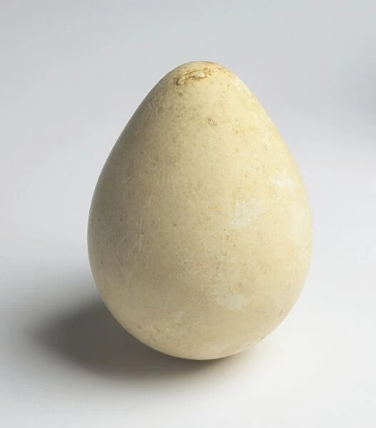 Creamy-white King Penguin egg