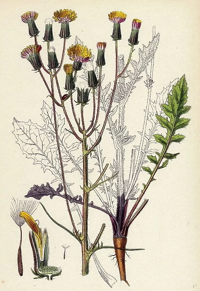 Crepis taraxacifolia, Small Rough Hawk s-beard