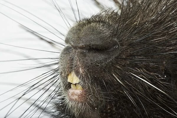 Crested porcupine (Hystrix cristata), close-up on nose and teeth