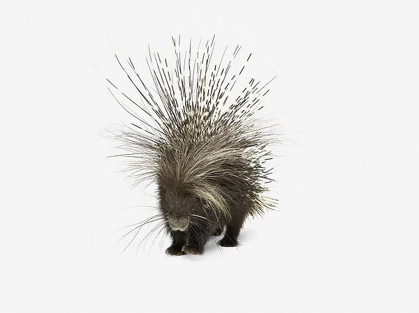 Crested porcupine (Hystrix cristata)