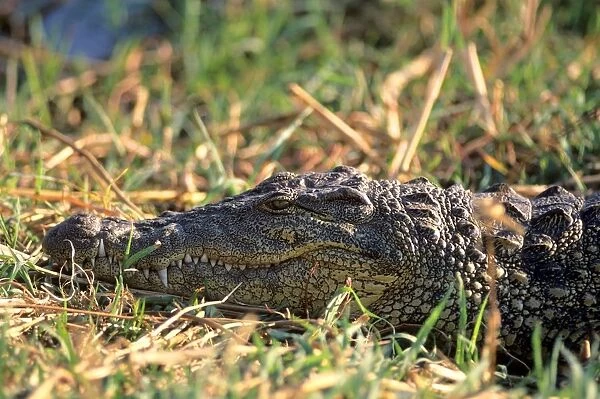 Crocodile. Botswana. Africa
