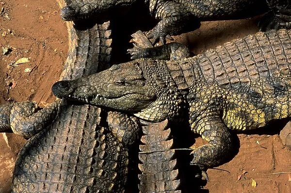 Crocodiles. Zimbabwe. Africa