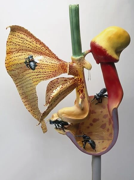 Cross-section of flower being pollinated by insects