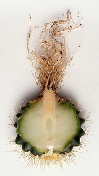 A cross-section of a golden barrel cactus, Echinocactus grusonii