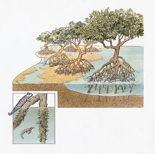 Cross-section of Mangrove Swamp in Ecuador with inset showing Mudskipper and Shrimp