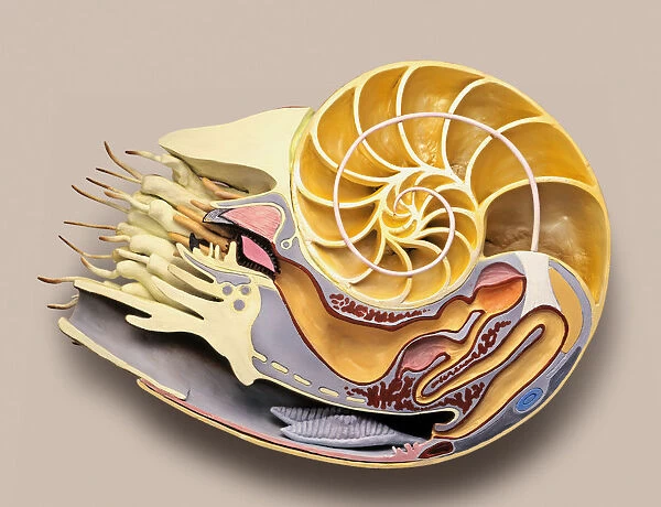 Cross-section model of Chambered Nautilus (Nautilus pompilius)