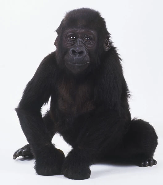 Crouching baby gorilla (Gorilla sp. ), cleaning on its front knuckles