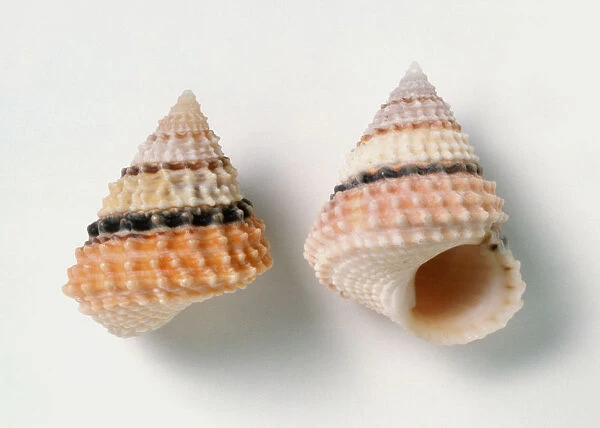Two Crowned prickly winkle shells (Tectarius coronatus)