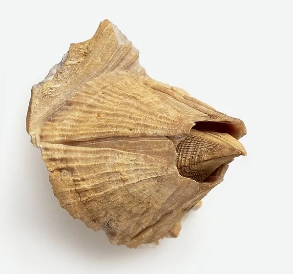 Crustacea - Balanus: Barnacle, shaped like truncated cone