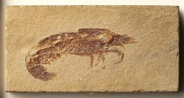 Crustacea - Carpopenaeus: Carpopenaeus fossil, close-up