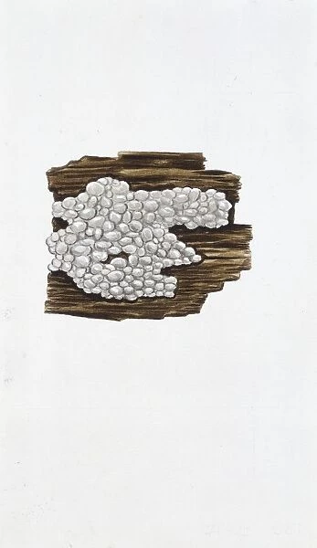 Crystal Brain (Exidia nucleata), illustration