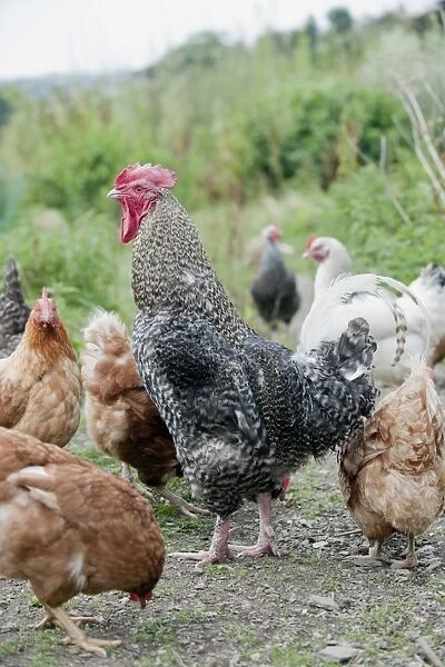 Cuckoo Marans rooster surrounded by hens of various breeds