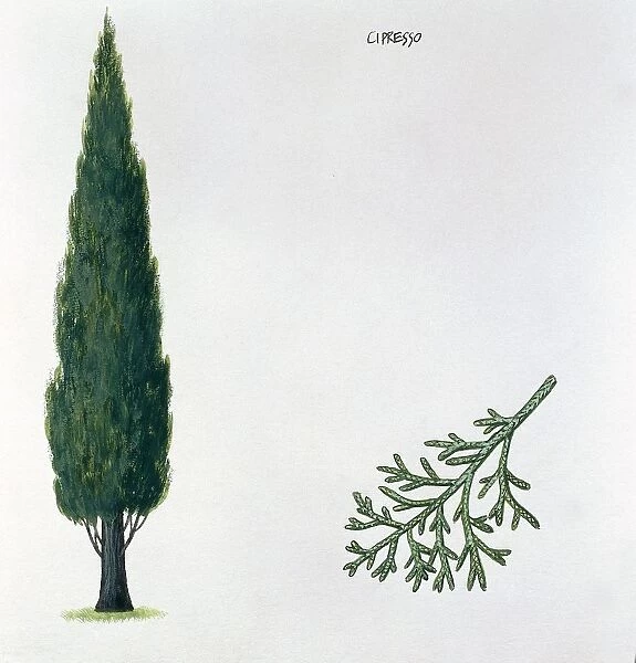 Cupressaceae - Mediterranean Cypress Cupressus sempervirens, illustration