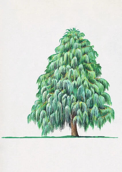 Cupressus cashmeriana (Kashmir cypress)