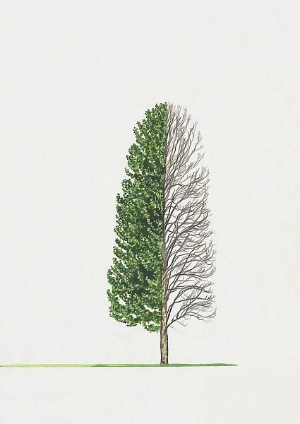 Cupressus glabra (Smooth Arizona cypress)