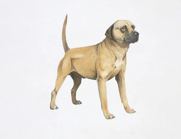 Cur dog, illustration