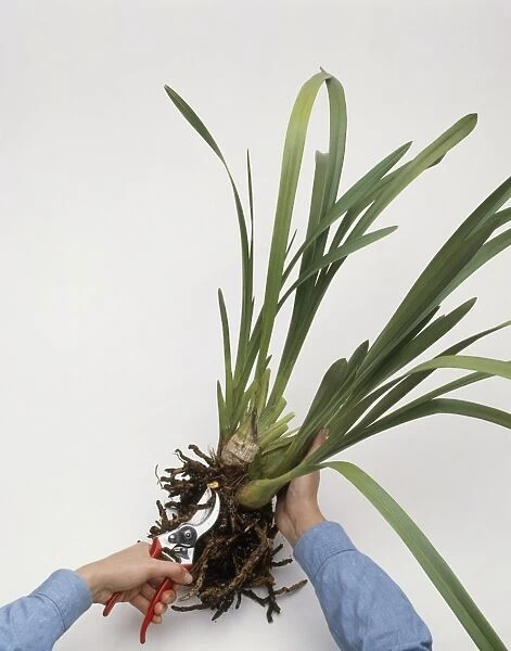 Cutting off dead roots from a Cymbidium plant, using secateurs, close-up