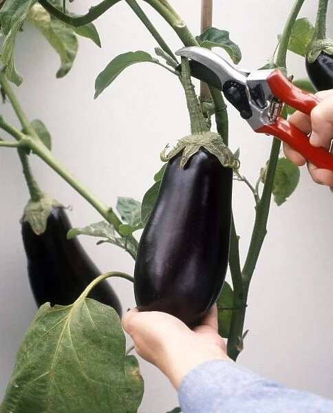 Cutting ripe aubergine from plant using secateurs, close-up