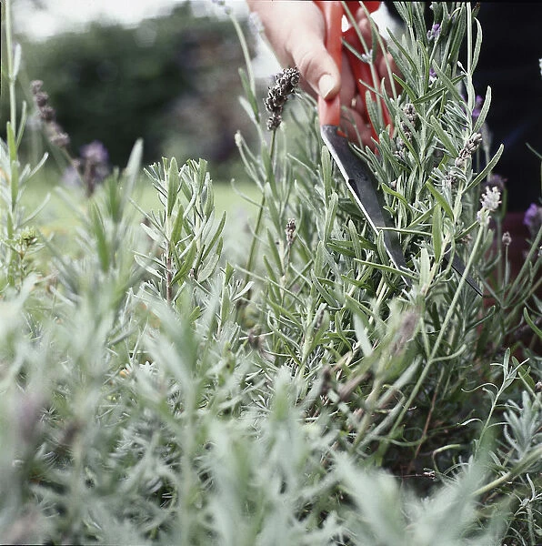 Cutting back rosemary using a clippers