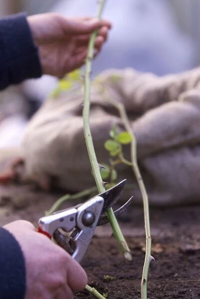 Cutting a stem with secateurs