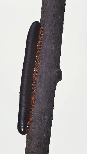 Cylinder Millipedes, Julidae, on branch