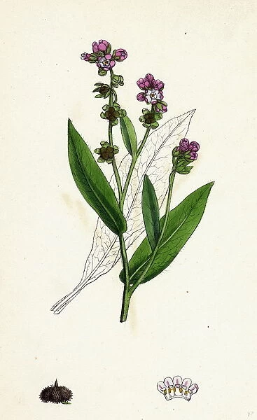 Cynoglossum montanum, Green-leaved Hound s-tongue