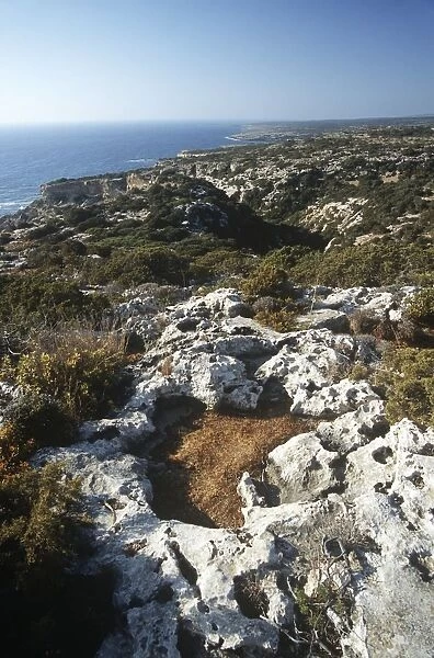 Cyprus, Akamas Peninsula, vegetation along coast