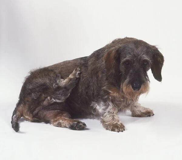 Dachshund (Canis familiaris) scratching itself, side view