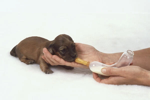Dachshund puppy (Canis familiaris) being bottle-fed